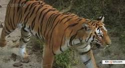 Tiger: Spy in the Jungle 2008 photo.