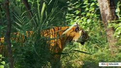 Tiger: Spy in the Jungle 2008 photo.