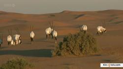Wild Arabia 2013 photo.
