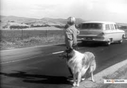 Lassie 1954 photo.