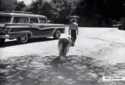 Lassie 1954 photo.