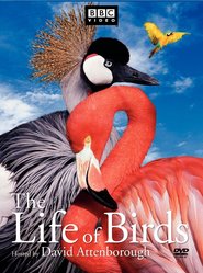 Another movie The Life of Birds of the director Joanna Sarsby.